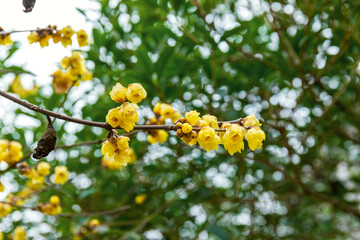 Chinese plum blossoms in full bloom