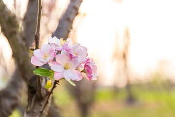 Fototapeta premium Full bloom of pendant begonia flowers