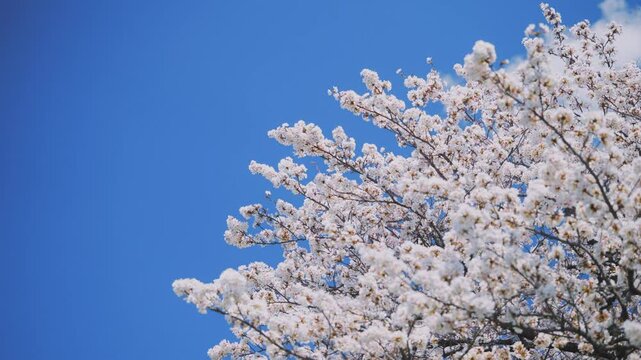 多摩川沿いに咲く桜と春の空｜狛江・登戸・調布エリアの春風景