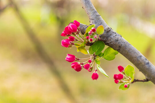 Cherry-apple flowers bracteate