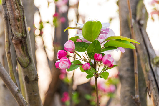 Cherry-apple flowers bracteate