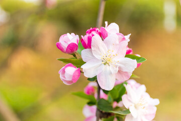 Full bloom of pendant begonia flowers