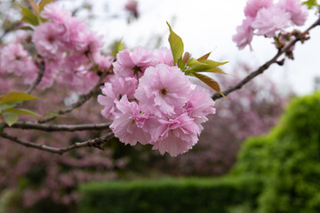 Pink cherry blossoms in spring