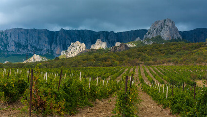 Fototapeta premium a picturesque Crimean landscape: the foreground is occupied by a vineyard with neat rows of green vines stretching into the frame. 