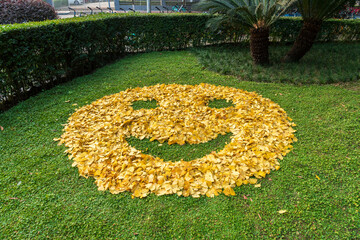 Ginkgo leaves make a smiley face pattern