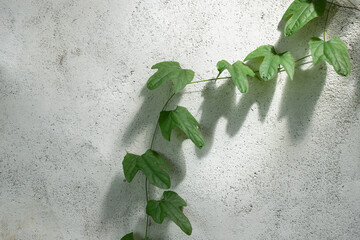 Green creeper vines