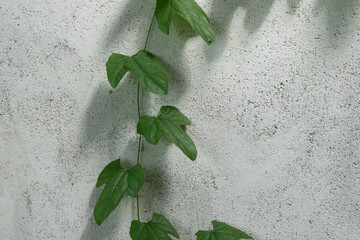 Green creeper vines