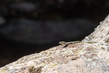 A small lizard is currently sitting on top of a large rock