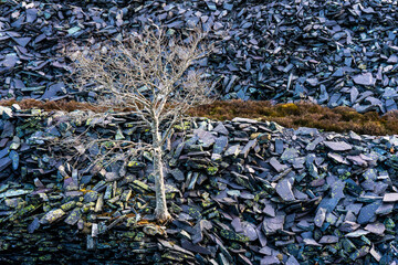 Lone tree in slate spoil in abandoned industrial setting