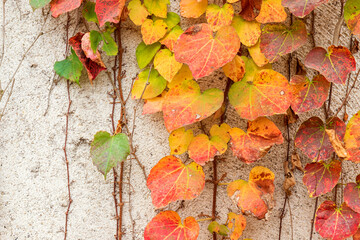 Red three-leaf creeper vines climbing up the concrete wall