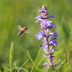 Honeybee pollinator flying to violet blossom flower in sunny spring day. Natural macro background