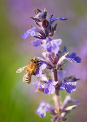Honeybee pollinator on violet blossom flower in sunny spring day. Natural macro background