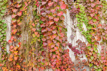Red three-leaf creeper vines climbing up the concrete wall