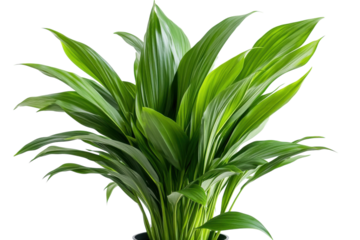 Lush Aspidistra Elatior houseplant vibrant green leaves bright studio shot against white background