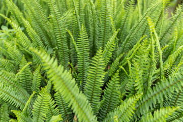 Lush green ferns
