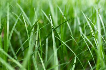 Green ophiopogon japonicus plants under sunlight in summer