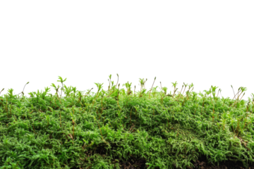Lush green moss texture vibrant nature backdrop close up view bright white background natural detail