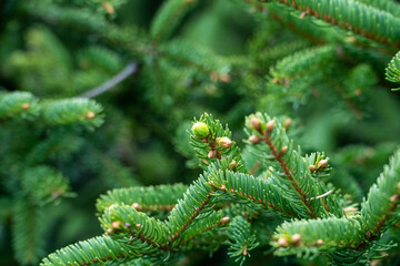 fir tree branches