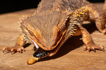 Macro shot of a Bearded dragon eating a cockroach