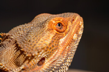 Macro shot of head of a Bearded Dragon