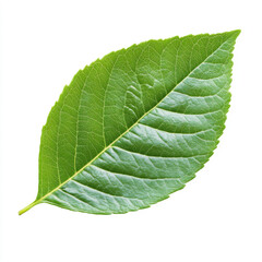 Obraz premium Vibrant green leaf detailed texture isolated on white background Perfect for nature botany and spring themes