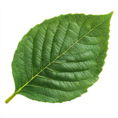 Obraz premium Vibrant green leaf isolated on white background showcasing intricate venation and rich color detail in a crisp studio