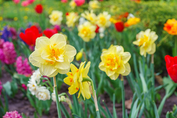 Beautiful spring yellow double petals daffodil flower in full bloom close up. Flowerbed of decorative narcissus in spring garden or park background. Plant breeding, flower growing, nature concept