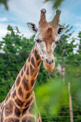 Giraffe, Rothschild´s giraffe