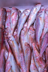Obraz premium Fishmonger's store at the food market in Spain. Red mullet (Mullus barbatus) (Mullus surmuletus).