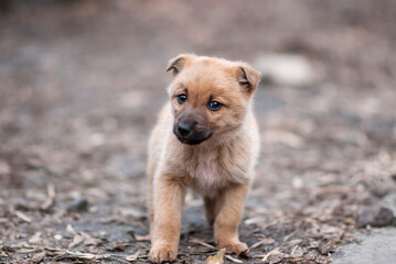 A little street puppy. Homeless puppy