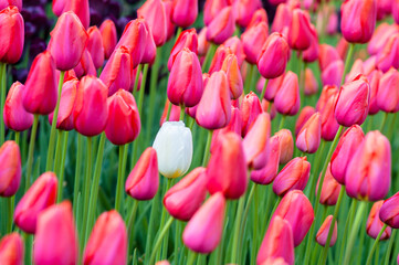 pink tulips in the garden