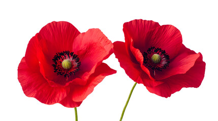 Naklejka premium Vibrant Red Flowers Close-Up on Plain White Background - Floral Photography Asset