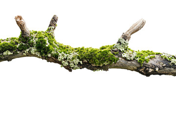 Fototapeta premium Tree branch covered with moss and lichen isolated on transparent background