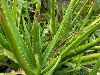 Obraz premium aloe vera plants