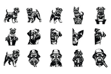 Obraz premium Brussels Griffon Dog