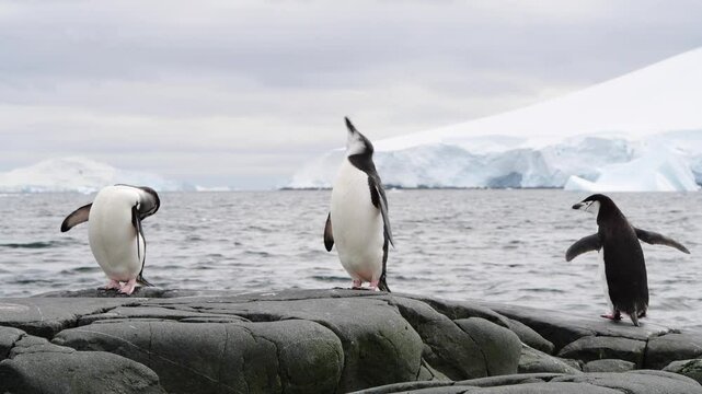 Chinstrap Penguin Standing On Stone In The Antarctic Peninsula. closeup