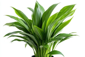 Obraz premium Lush Aspidistra Elatior houseplant vibrant green leaves bright studio shot against white background