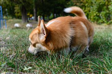 Corgi dog sniffing grass in green park during autumn.