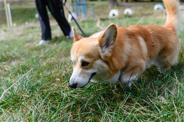 Corgi dog sniffing grass in green park during autumn.