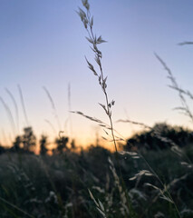 Obraz premium Sunset in a meadow - close-up view of dry plant. Warm orange backlit light and unfocused tree in background.