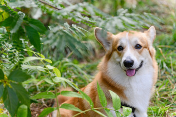 Happy corgi dog with tongue out sitting among lush green plants in the forest.