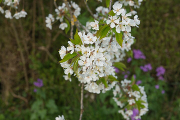 Kirschblüte