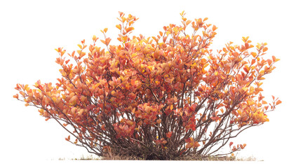 Isolated Cotinus Coggygria Bush with White Background - Professional Stock Photo