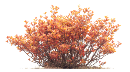 Isolated Cotinus Coggygria Bush with White Background - Professional Stock Photo