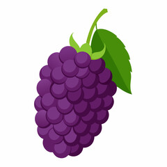 bunch of grapes isolated on white background