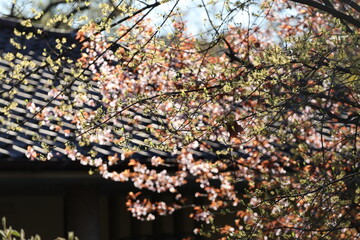 Spring sunlight shining through budding tree branches in a peaceful park. Young leaves and blossoms...