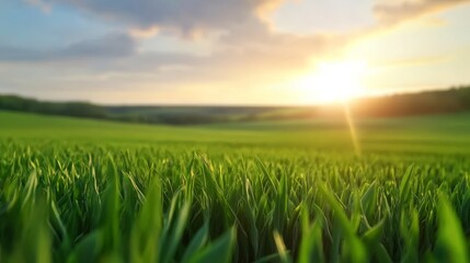 Lush green grass in a sunlit field at sunset, with a serene landscape and distant hills