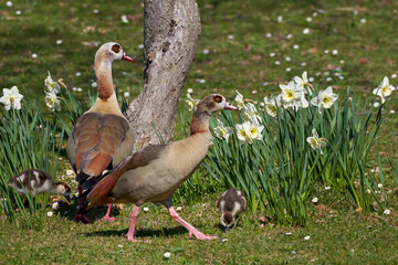 Nilgans (Alopochen aegyptiaca) Paar mit zwei K&uuml;ken in einem Park mit Narzissen im Fr&uuml;hling - Kornwestheim, Deutschland