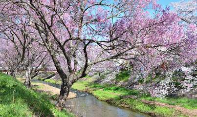 福島県石川郡石川町　満開の桜と今出川