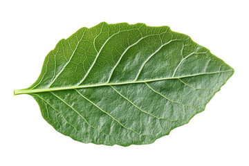 Close up of a vibrant green leaf intricate veins and texture isolated on white background